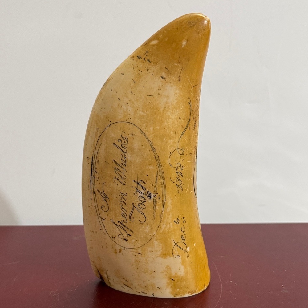 SCRIMSHAW REPLICA RESIN SPERM WHALE TOOTH SHOAL OF WHALES ARTEK MS ANCHOR LOGO - Picture 3 of 14